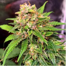Auto Lemon Zkittlez