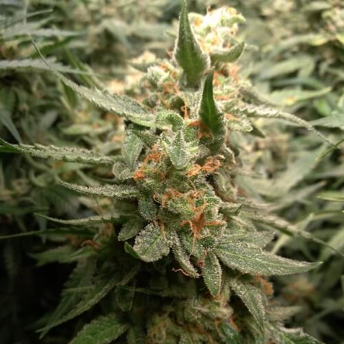 Лучшие семена конопли Auto Critical Jack купить авто феминизированные